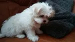 Slika 1