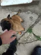 Slika 5