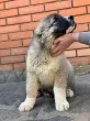 Slika 1