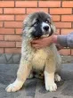 Slika 2