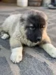 Slika 5