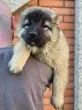 Slika 6