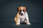 Slika 1