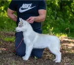Slika 1
