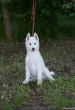 Slika 4
