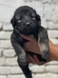 Slika 3