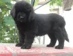 Slika 3