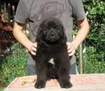 Slika 6