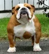 Slika 4
