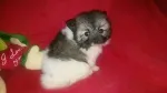 Slika 1
