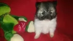 Slika 4