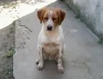 Slika 1