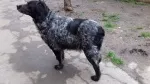 Slika 4