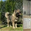 Slika 4