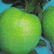 Slika 5