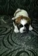 Slika 1