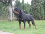 Slika 3
