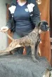 Slika 1