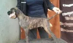 Slika 4