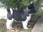 Slika 3