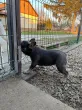Slika 1