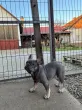 Slika 4