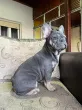 Slika 5