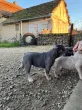 Slika 6