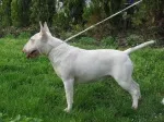 Slika 5