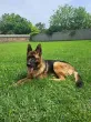 Slika 1