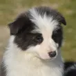 Slika 6