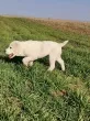 Slika 5