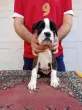 Slika 1