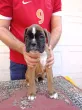 Slika 4