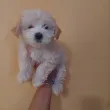 Slika 3