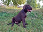 Slika 4