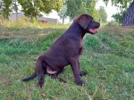 Slika 6