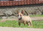 Slika 1