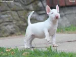 Slika 6
