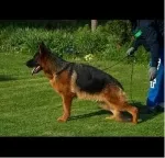 Slika 4