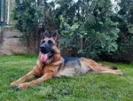 Slika 5