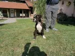 Slika 4