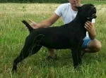 Slika 4