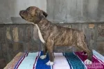 Slika 1