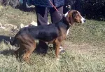 Slika 1