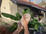 Slika 5