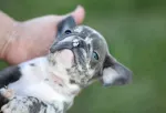 Slika 2