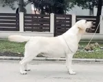 Slika 1