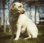 Slika 2