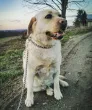 Slika 3
